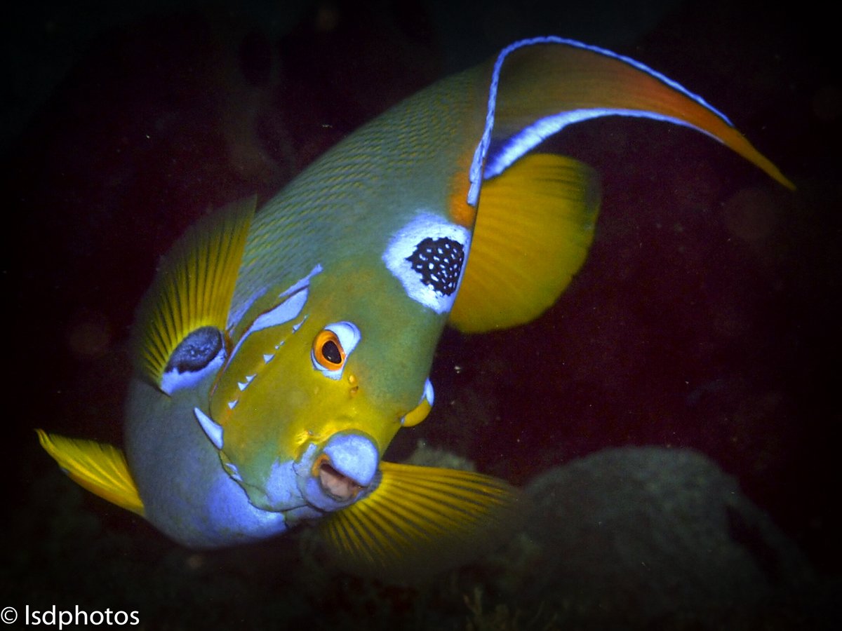 Featured Photos: Angelfish

#scuba #scubadiving #underwaterphotography #saintlucia #stlucia #divesaintlucia #marinelife #ocean #islandlife #PADI #photography #angelfish