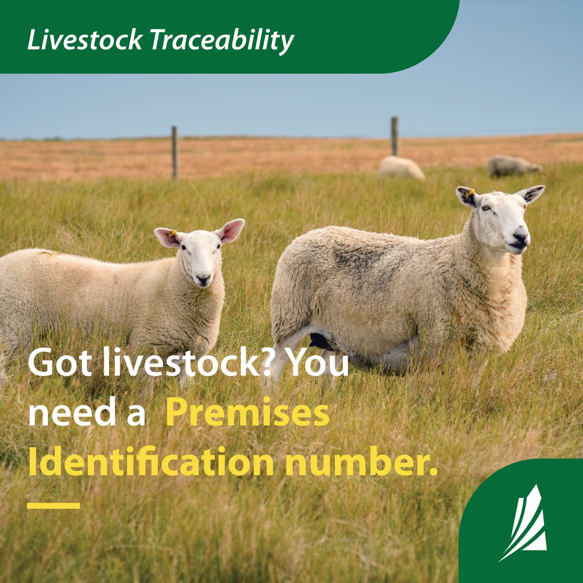 Did you know veterinary clinics, hobby farms and boarding stables are required to have a Premises Identification (PID) number? Any location where livestock are kept, assembled or disposed in Saskatchewan need their own PID number. Learn more: saskatchewan.ca/business/agric…