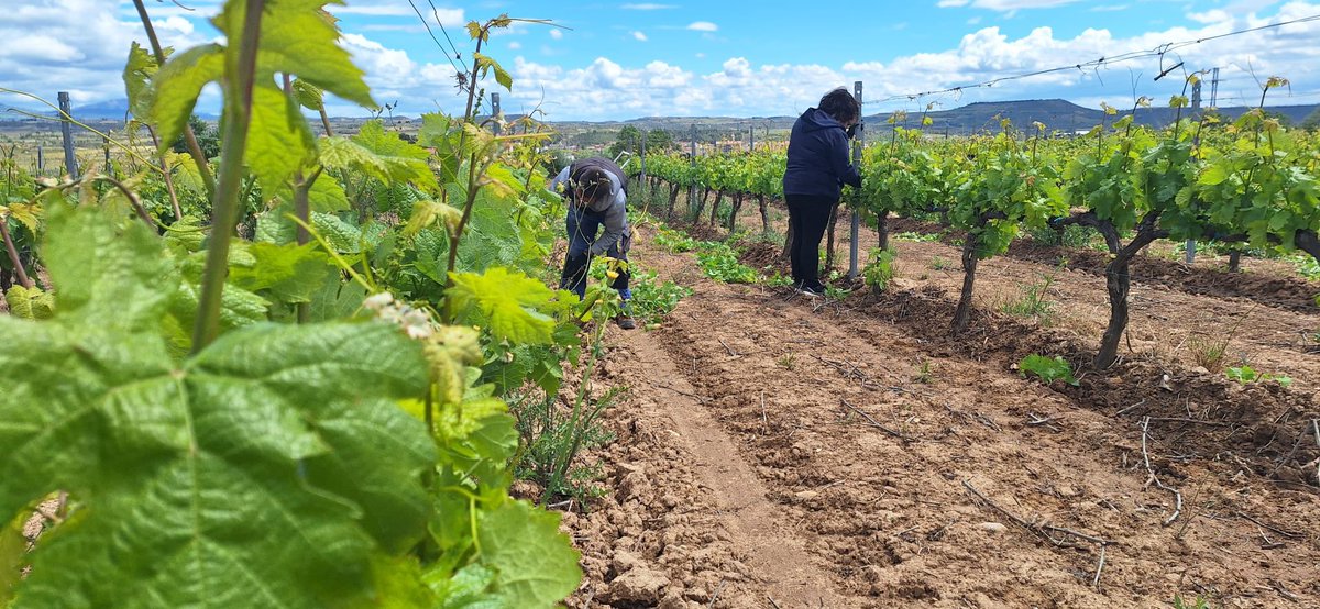 ¡Hemos comenzado con la espergura!
Se trata de un proceso que realizamos manualmente que consiste en dejar una o dos yemas en la vara principal de la vid eligiendo aquellas que tengan mejor proyección de cara a la calidad de la uva.