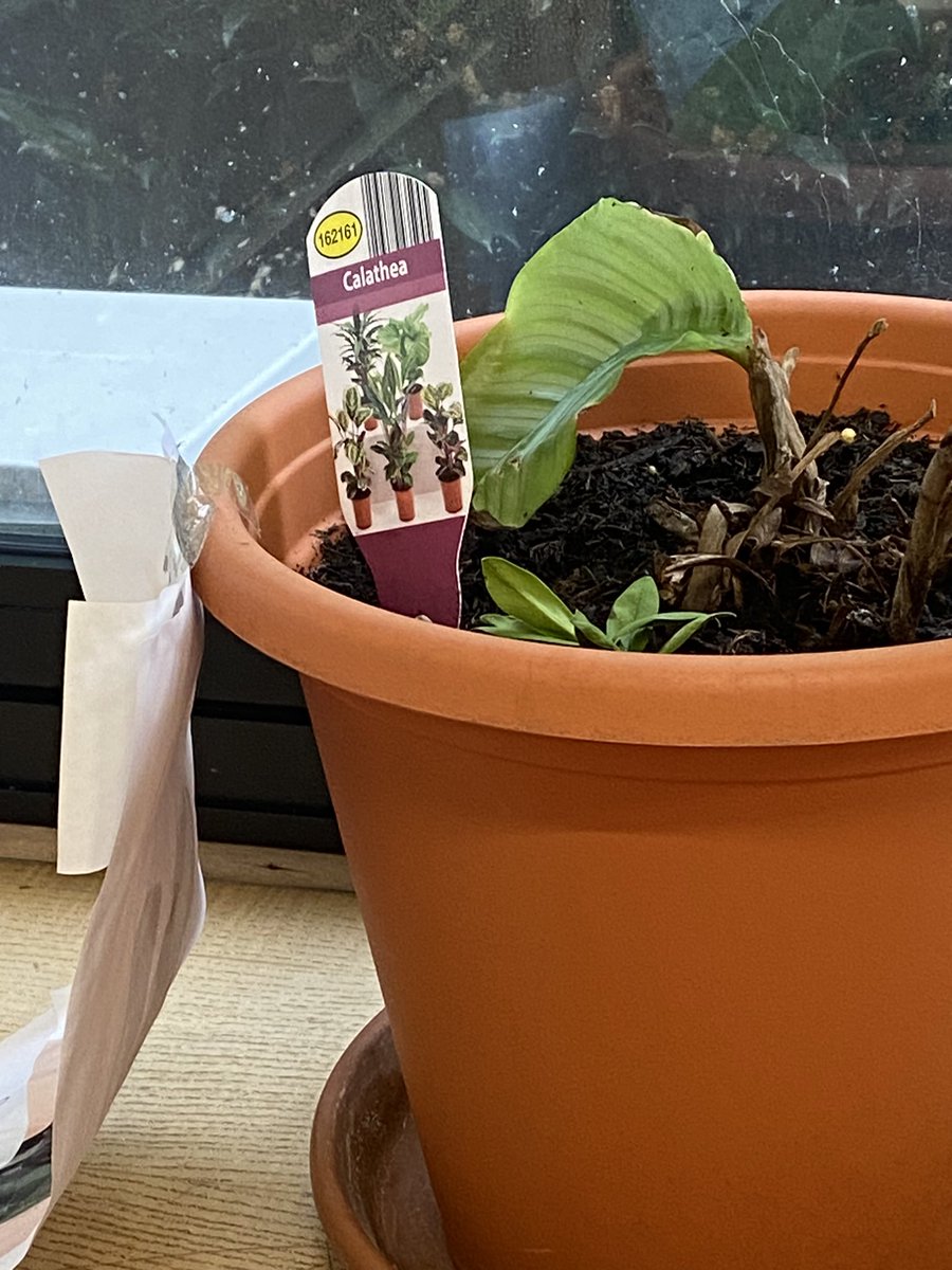 Nolan update: 
Nolan seems to be enjoying a change of scenery and has moved away from a “hot” spot.  
Even has a luscious green leaf to be proud of. 
#SaveNolan. #PlantOnTheMove. #GoingGreen