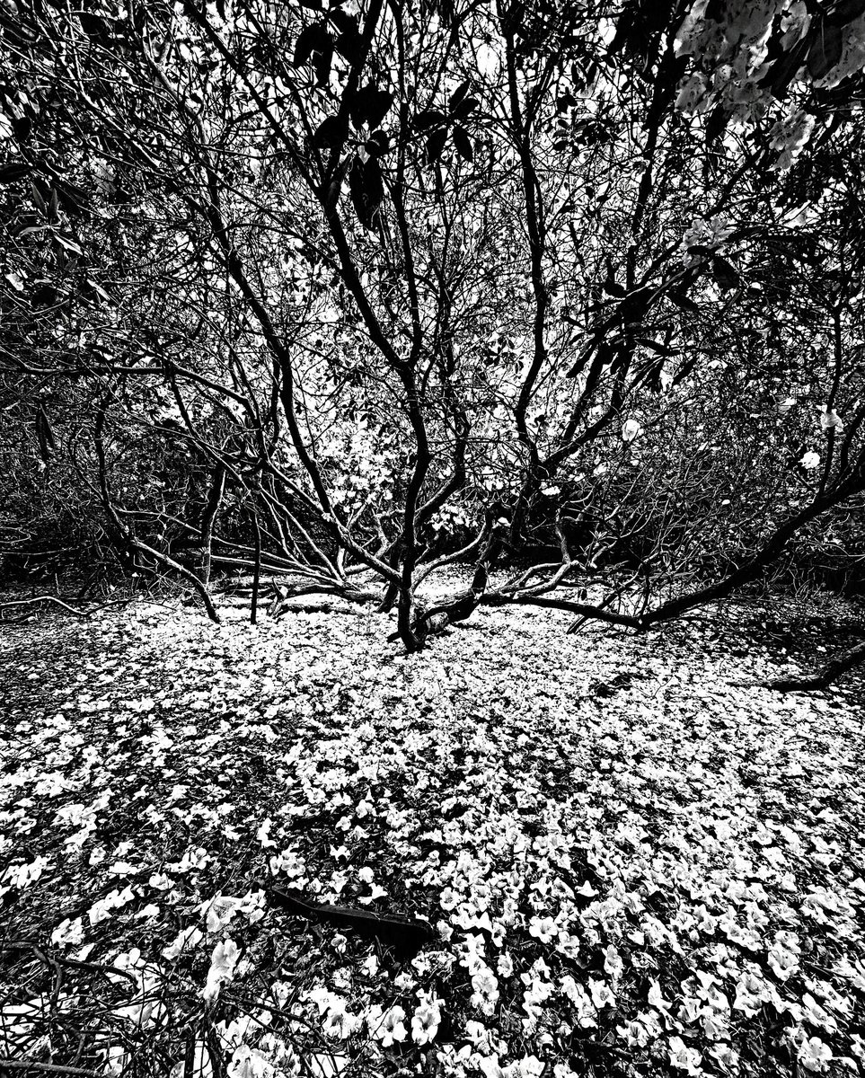 Rhododendron petal blanket at Moorlands Woodland nature reserve  - N. Yorkshire
#yorkshireinblackandwhite #blackandwhitephotos #blackandwhitephotography #BWPMag #NorthYorkMoors #ForestryEngland #NorthYorkshire #LightintheForest #NorthYorkMoors #YorkshireWildlifeTrust