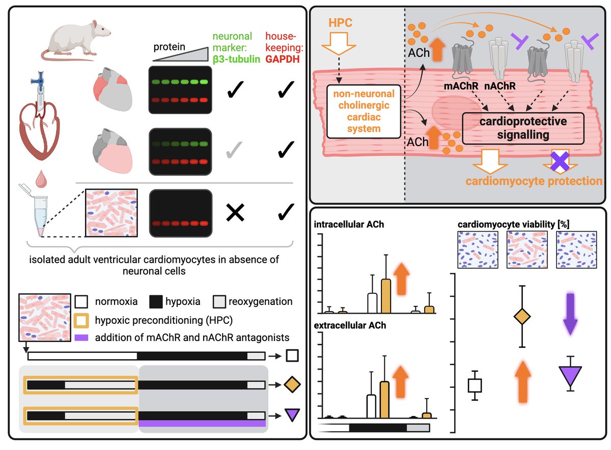 #ArticlesInPress: Activation of the non-neuronal #cholinergic cardiac system by #hypoxic preconditioning protects isolated adult #cardiomyocytes from hypoxia/reoxygenation injury
Braczko et al.
ow.ly/xYNp50RIghH
#acetylcholine