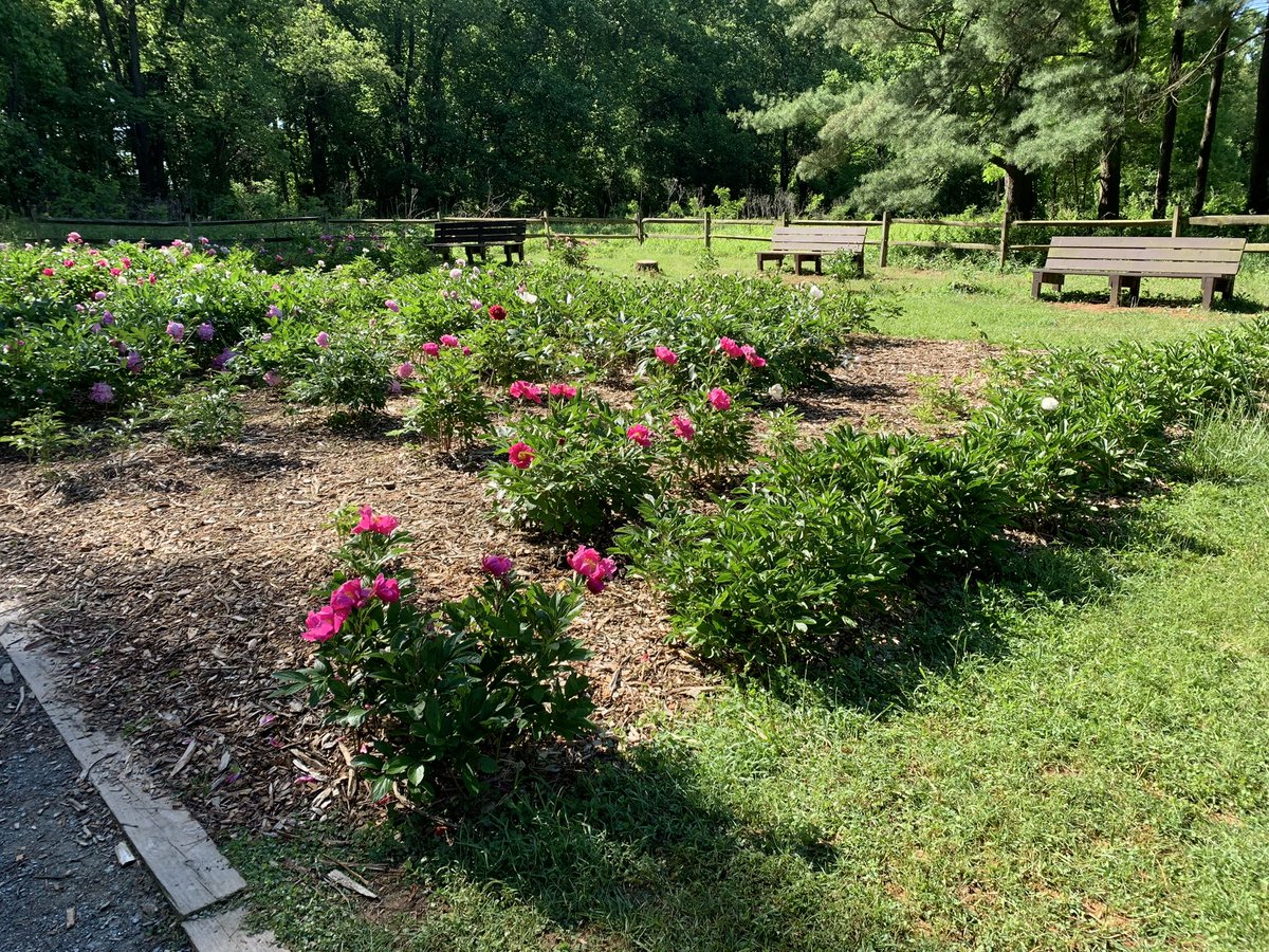 A little birdie told me that the #peonies at #SenecaCreekStatePark near Germantown, Maryland, are now in bloom and shared these pics with me to pass on to you. Today would be a fabulous time to go visit them. #gardendc #mdparkslove #peonygarden #publicgarden #peonyseason