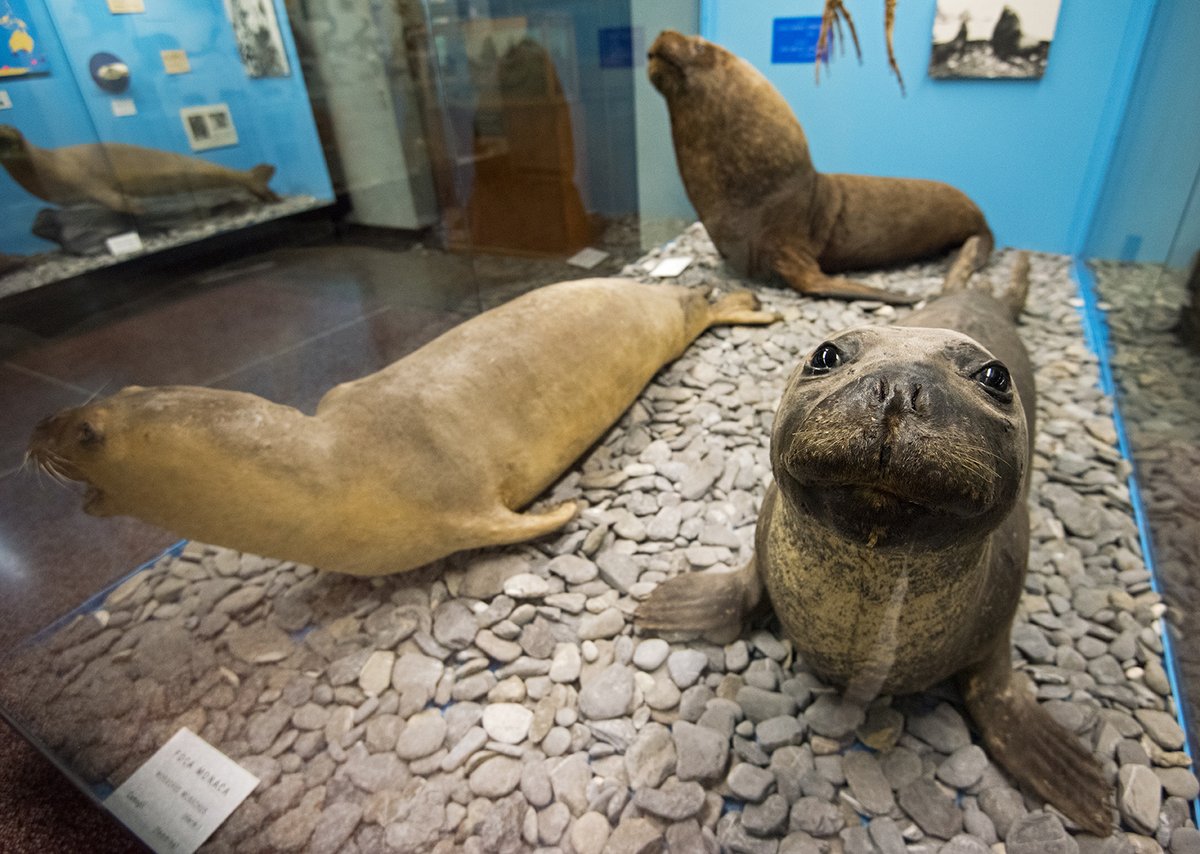 Anche quest'anno #Genova partecipa alla Notte dei Musei 😍🌌 ⚓️ Castello D'Albertis Museo delle Culture del Mondo 🐸 Museo di Storia Naturale 🪙 Museo di Archeologia Ligure Vi aspettano sabato sera 18 maggio! I dettagli: visitgenoa.it/it/la-notte-de…