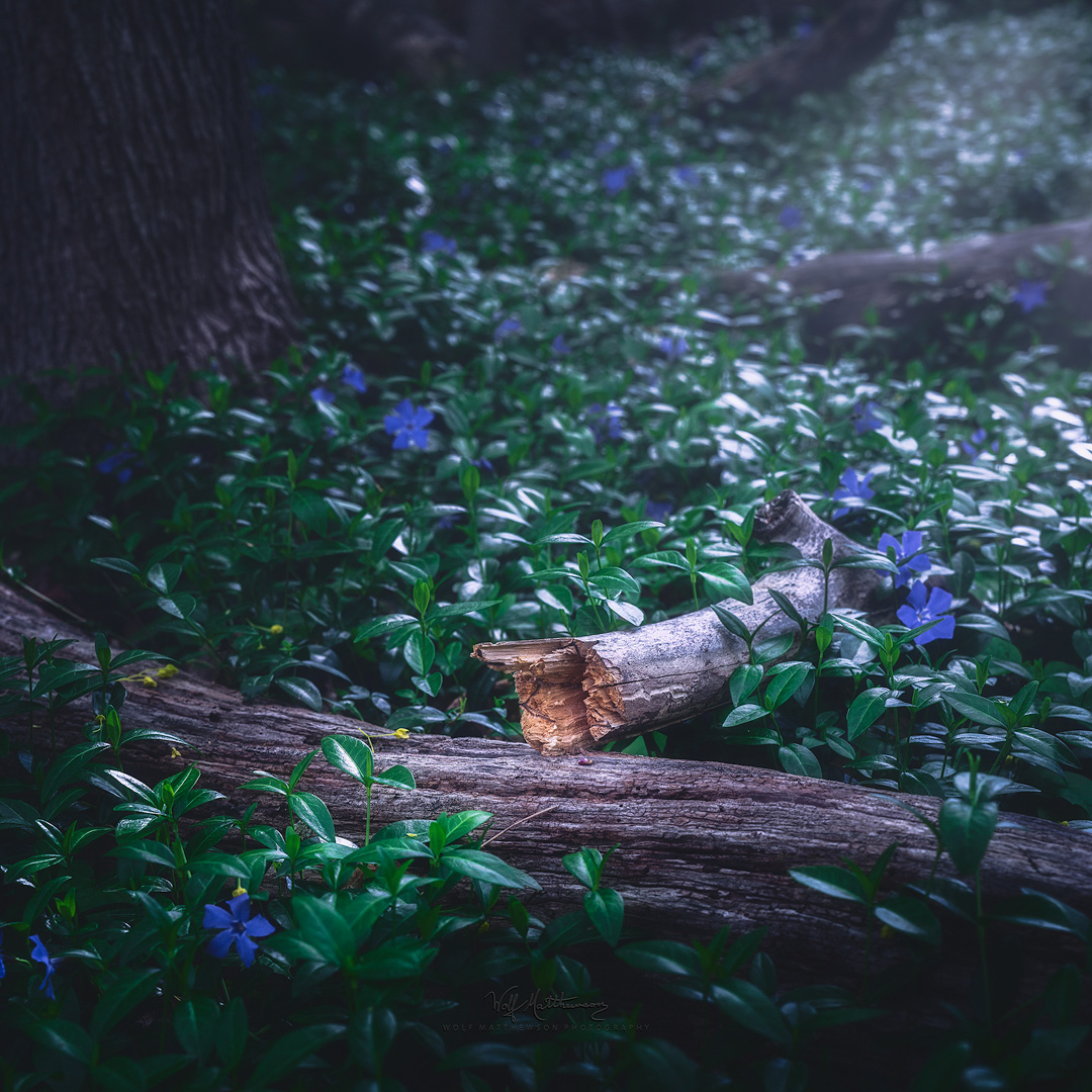 ~ resting in the periwinkles...

#flowers #gardening #thursdayvibes