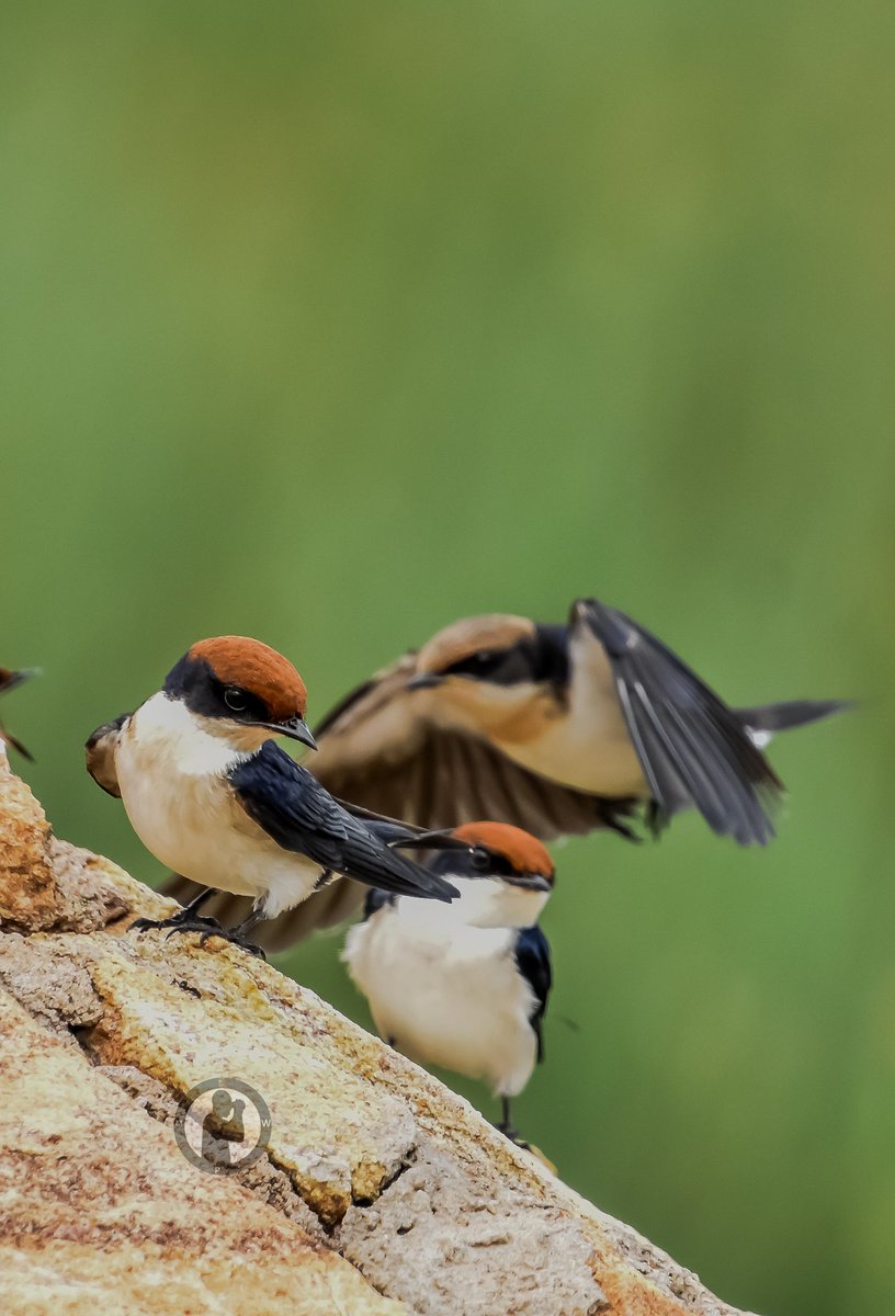 Wire-tailed Swallow - Hirundo smithii

Amboseli National Park,Kenya.(April 2024)

#martowanjohiphotography #birdwatching254 #birdwatchingwithmartowanjohi #BirdsSeenIn2024 #TwitterNatureCommunity #birdsplanet #nikon #tamronlens #swallows #birdsofkenya #amboseli #bdasafaris