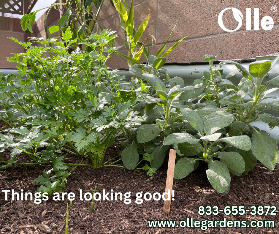 Gardens thrive in May with Olle Gardens Raised Beds. Spring is only the beginning!

#ollegardens #ollegardenlife #plant4fun #raisedbeds #urbangardening #homeandgarden #gardening #landscaping
