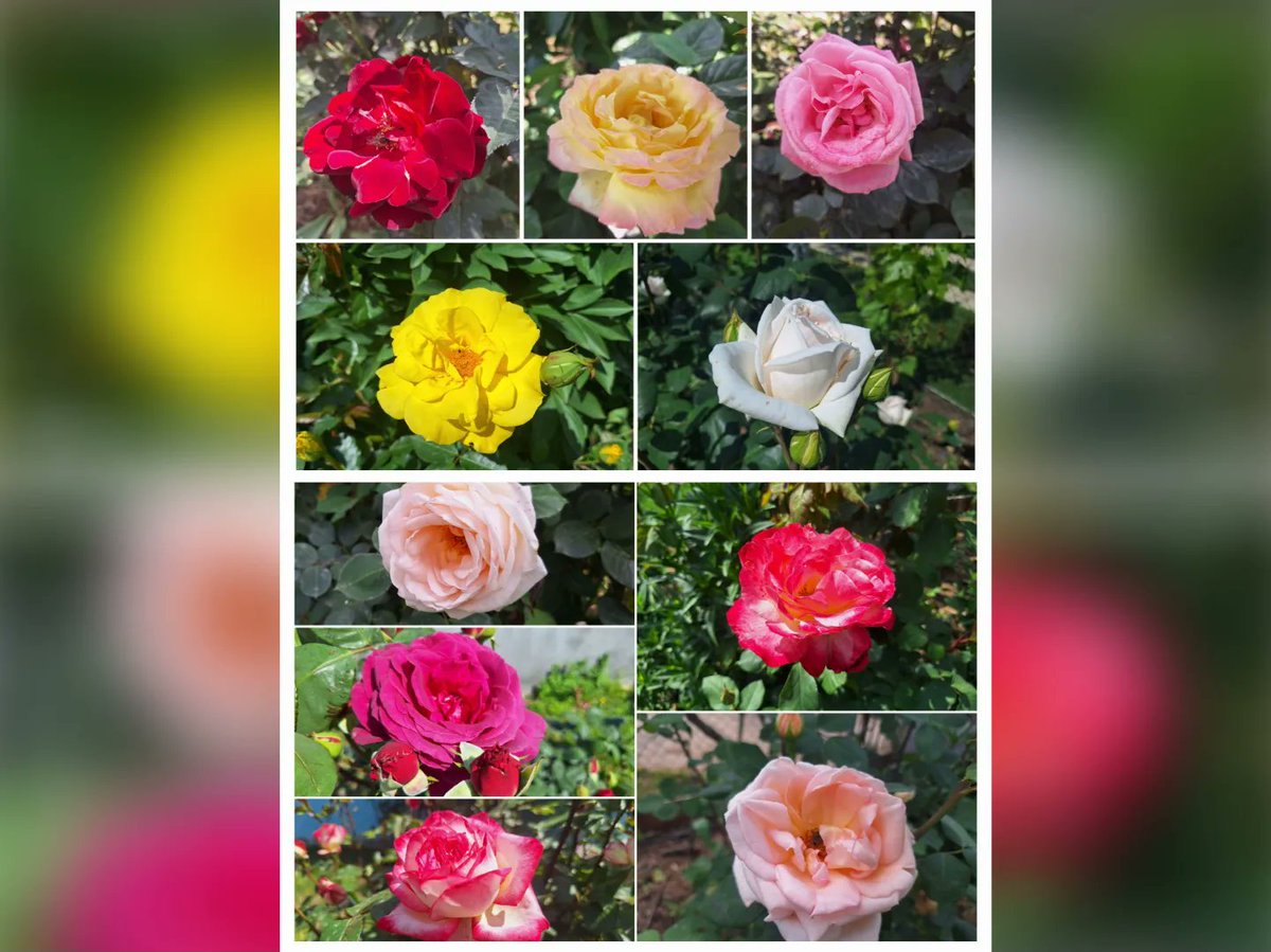 Trandafirii din grădină 1/4 🌹🌹🌹🌹🌹 #armihalcea #spring #springseason #springphotography #springvibe #primăvară #springtime #springflowers #springday #springflower #flowers #flower #rose #roses #trandafiri #trandafir #grădină #garden #mygarden instagram.com/p/C7CJxliqyC7/…
