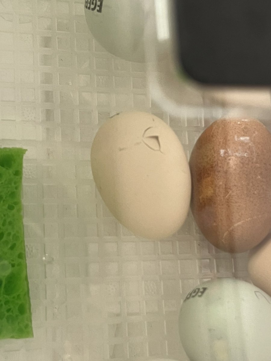 CassieSmolen tweet media