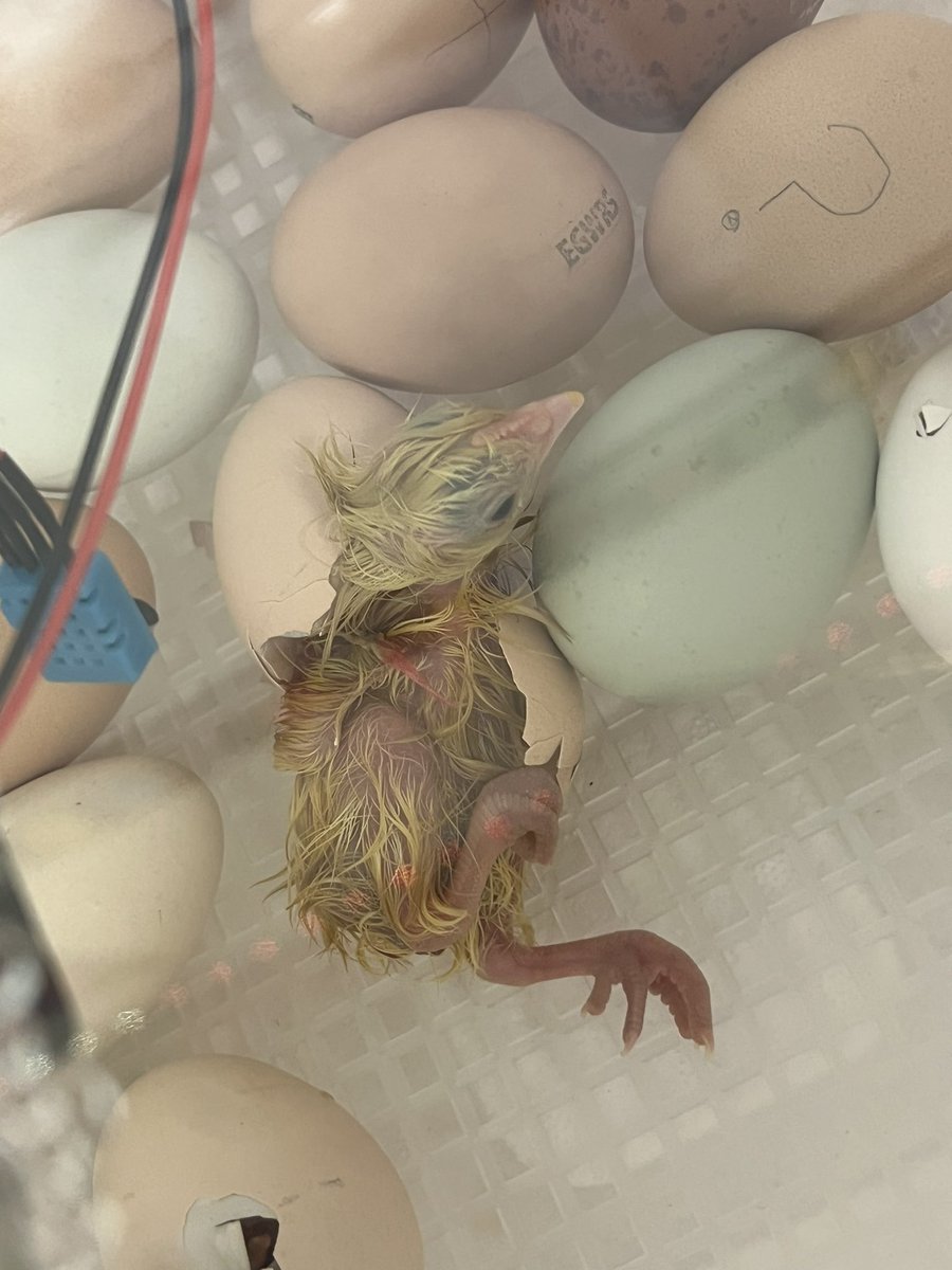 CassieSmolen tweet media