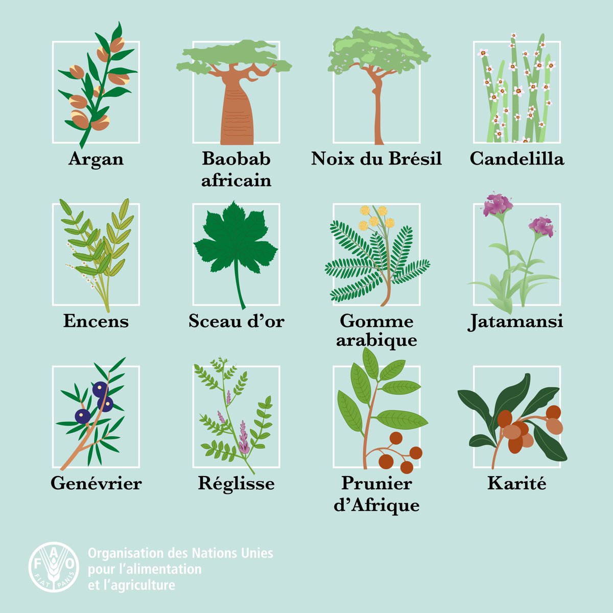 ➕ de 50 000 espèces sauvages sont utilisées pour l'alimentation, l'énergie, la médecine. Cela inclut de nombreuses plantes. Mais souvent, ces plantes ne sont pas utilisées de manière durable, ce qui menace la #biodiversité. 🌱 Comment @FAO les protège ow.ly/rfv650Qq0Ra