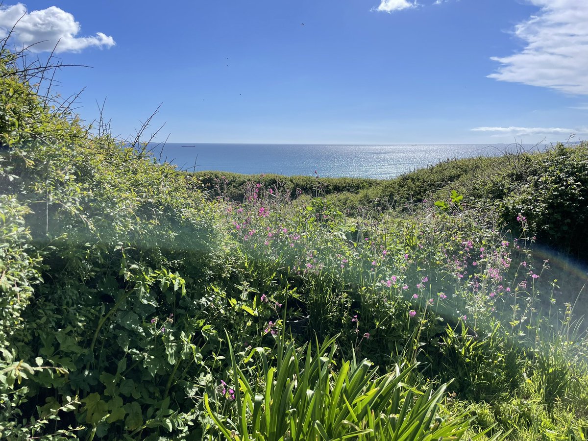 An allotment with a view ! @LoveCornwallUK