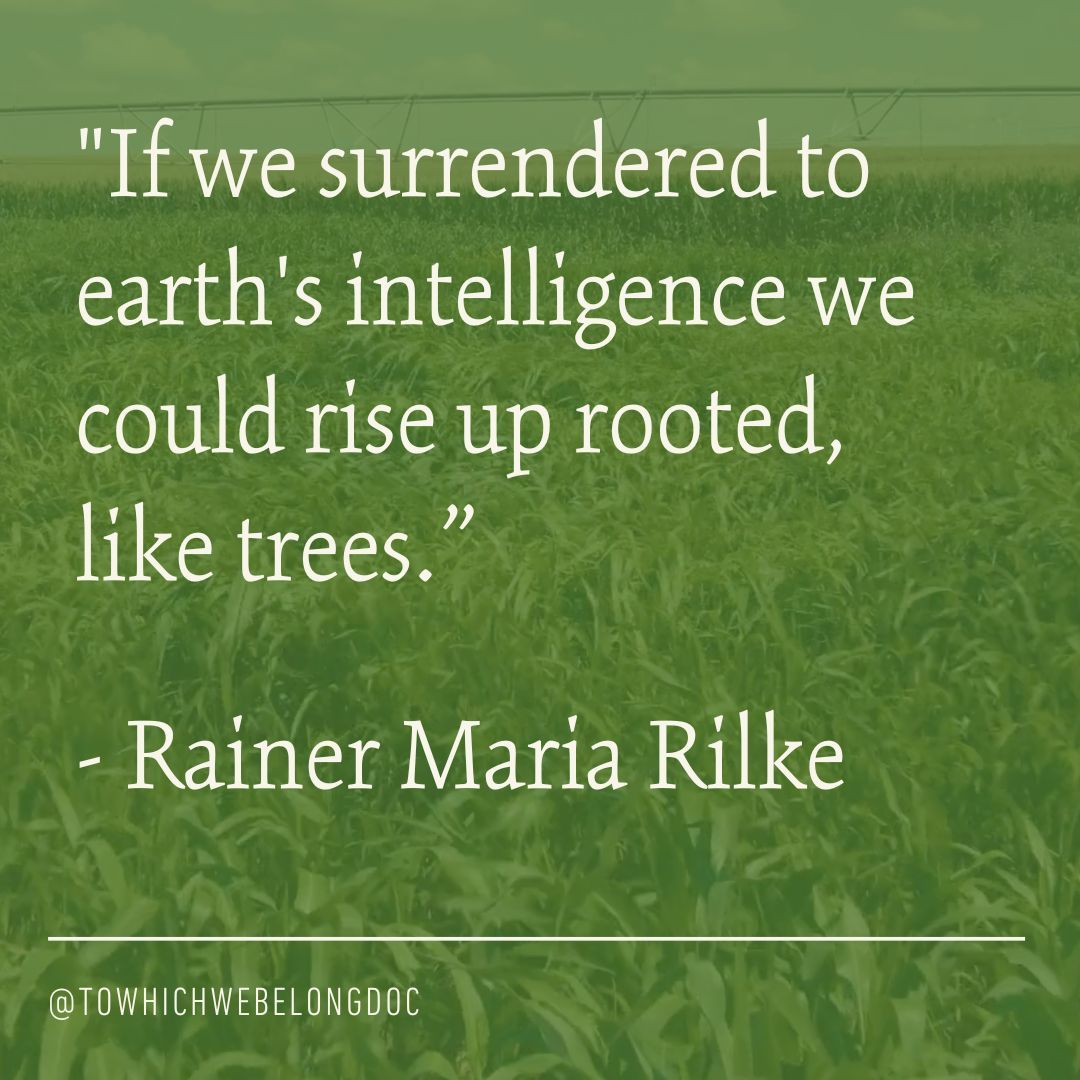 🎥 TO WHICH WE BELONG available now on Apple, Amazon, Google Play, Vimeo, Vudu, &amp; YouTube.

WATCH: buff.ly/3VYO6ri

#nature #naturequote #interconnectedness