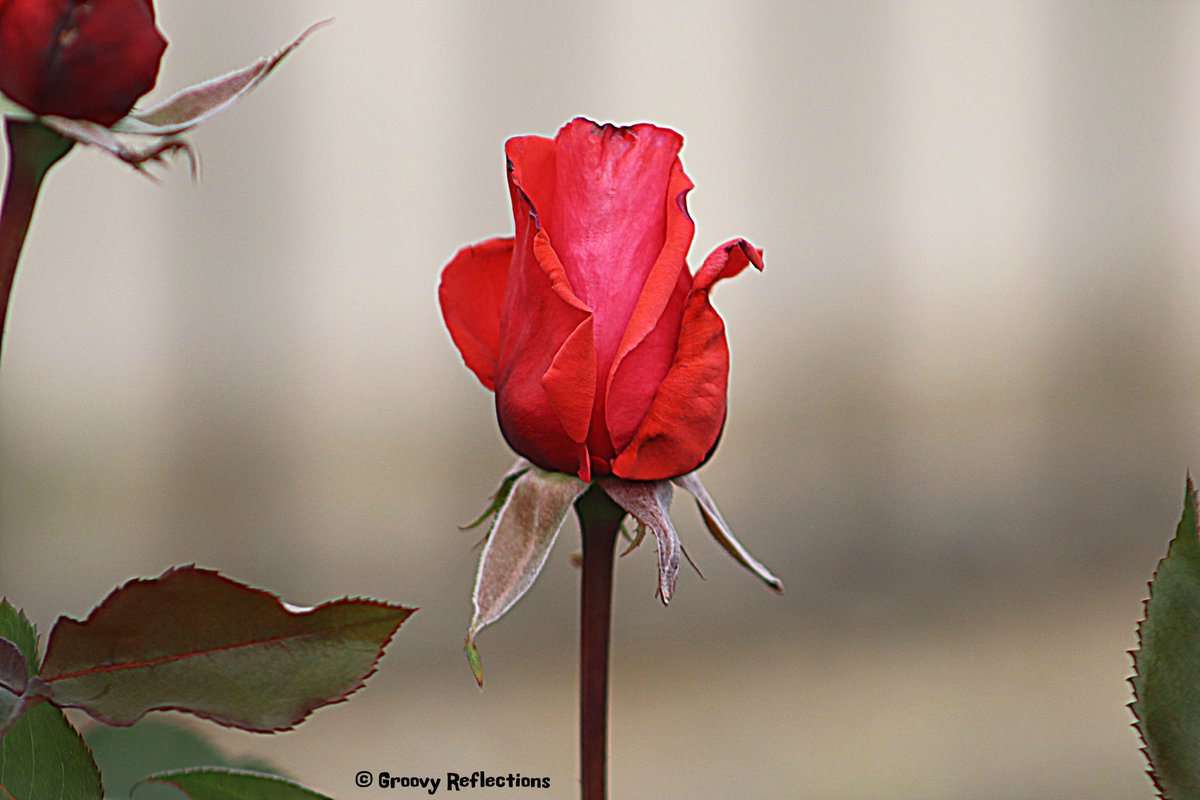 Your #GRoovy day is blooming. 🌹🌹🌹... #JoyTrain #BeHappy #BeJoyful 🌹🌹🌹#BeGRoovy