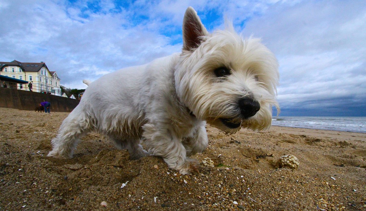 #petday #petphotography #photoshoot #westie #canine #scotty #scottie #animalover #commercialphotography #canonphoto #specialmoments #image