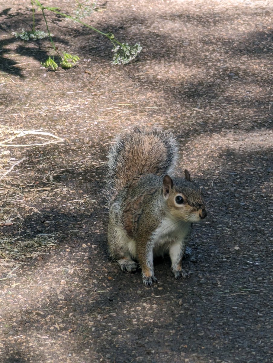 Meet my new friend on a local walk. Perhaps a reincarnated partner, if squirrels reincarnate.