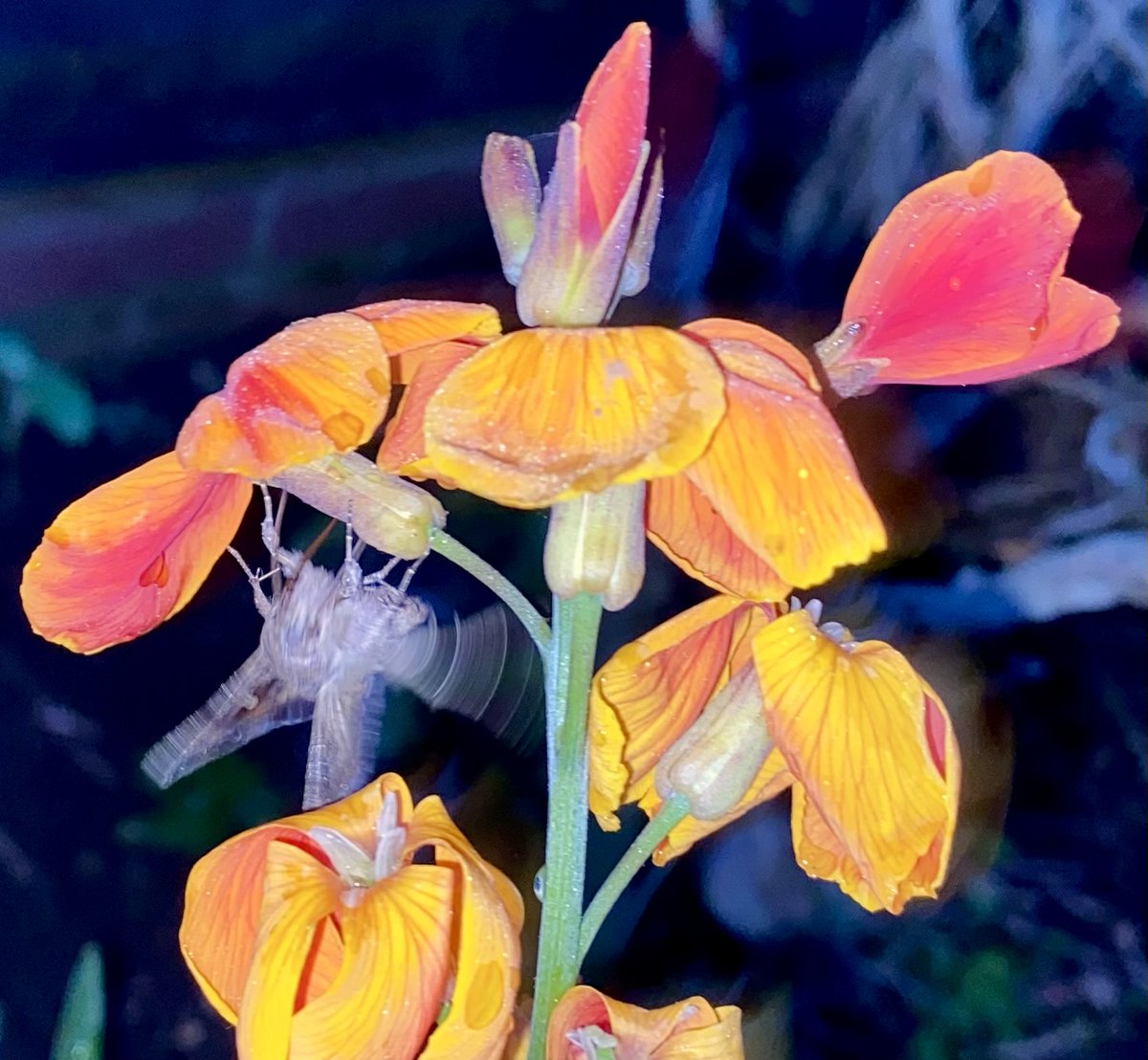 Lovely little moth on the wallflowers in the crepuscular light of Southwold.