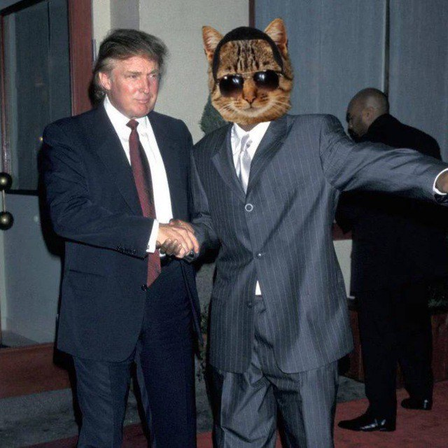 loonamewn's tweet photo. @6ix_Solana @blknoiz06 @blknoiz06intern Coldest cat on earth ..... $pkiddy https://t.co/WuXNqNe3YN