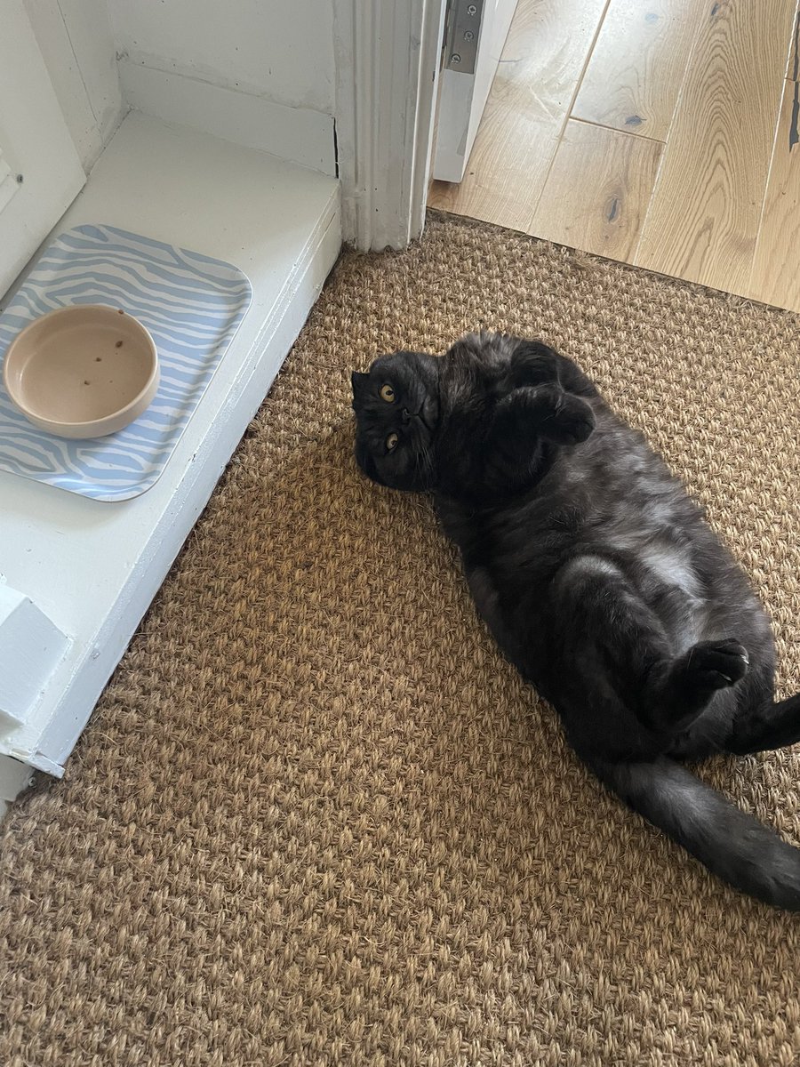 Incredibly dramatic response to his food bowl being empty because he ate all of the food in it.