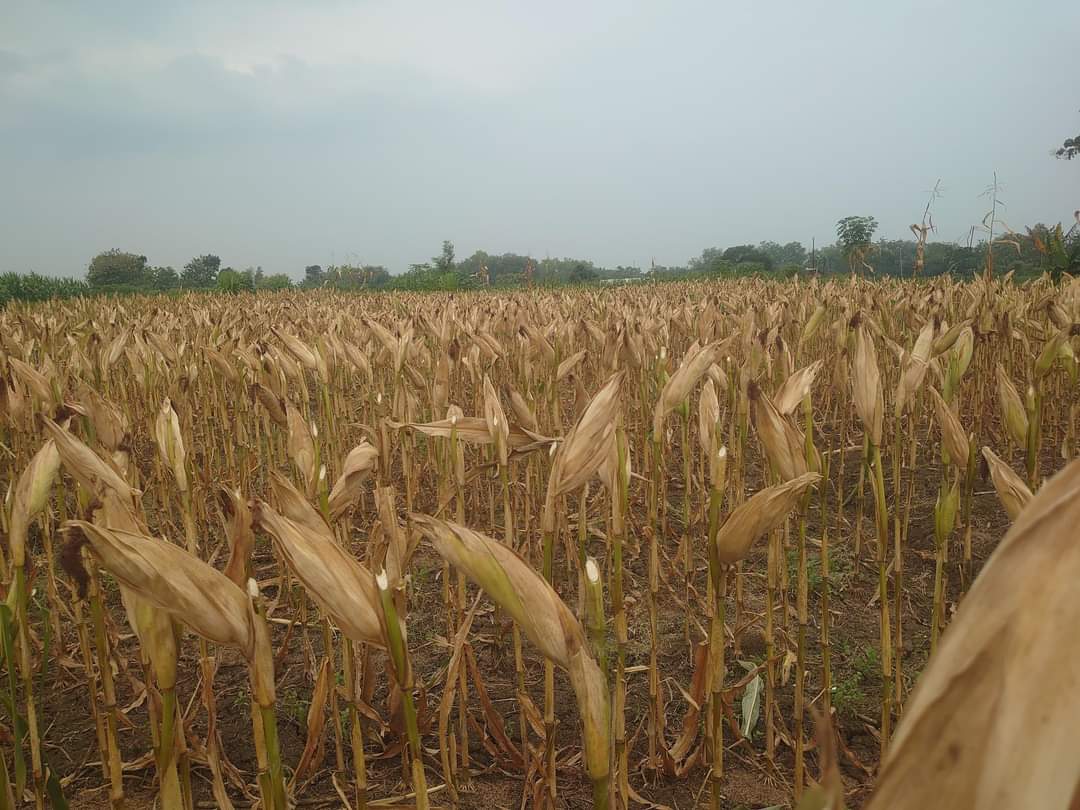 Yg memberatkan petani cuman 1 yaitu ongkos tinggi harga rendah

Harga jagung rata2 skrg diangka Rp4.500/kg