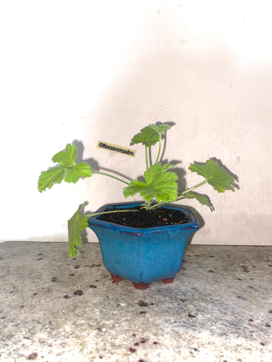 Beautiful 🤩 1 of 1 Geranium Rose Plant, Pelargonium ‘Attar of Rose’ 🪴 in a blue glaze ceramic bonsai pot. 

Product: etsy.com/uk/listing/171…

#SupportSmallBusinesses
#naturalremedy #plants #geranium #geraniumrose #naturalmedicine #etsy #etsystore #supportsmallbusiness #support