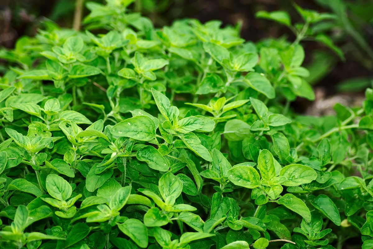 Are you green-fingered? Or love cooking from scratch? Then join us for a HERBS WORKSHOP on the morning of 19 June 🌿🌿 A couple of hours of wholesome fun and a chance to explore our Sky Garden at @GoldenSquareUK, this one-off session costs just £5 wmag.culturewarrington.org/whats-on/using…