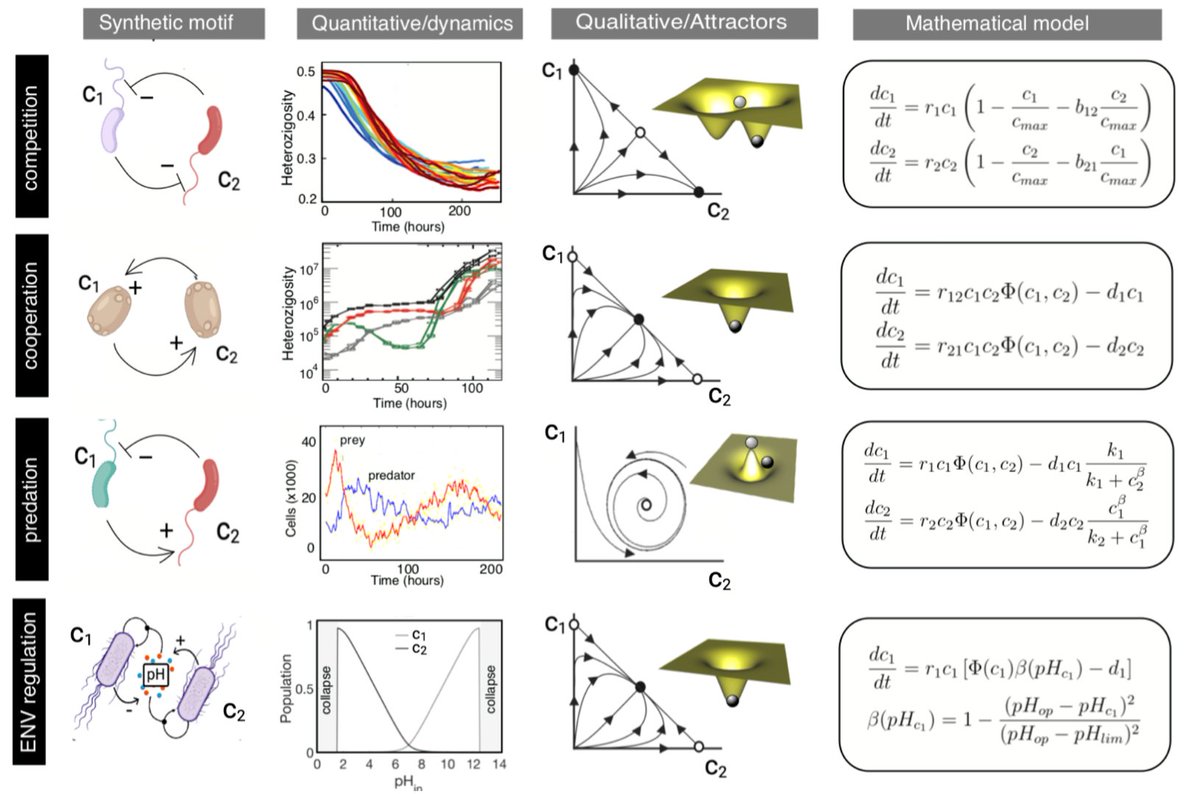 How can we use synthetic biology to understand ecological complexity? Can engineered microbes help fighting tipping points? Check our Perspective paper on 'Synthetic Ecosystems', with @VictorVmaull @Daniel_R_Amor @jordiplam and Nuria Conde preprints.org/manuscript/202… @vdlorenzo_CNB