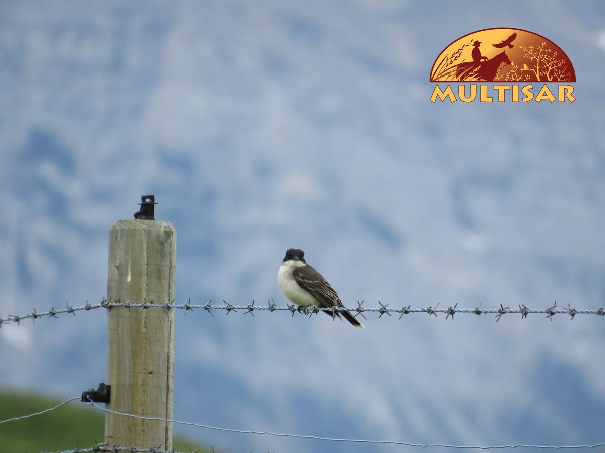 More new arrivals spotted in southern Alberta this past week! Welcome back yellow warblers, spotted towhees, black-crown night herons, and eastern kingbirds!