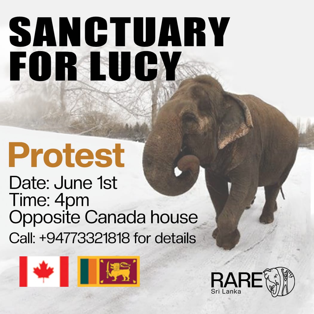 We Sri Lankans allowed Lucy to be captured and traded like a commodity, we allowed her to be sent to a zoo lacking in facilities to meet an elephant’s needs in a climate unsuitable for elephants! NOW we Sri Lankans need to help put things right! raresl.org