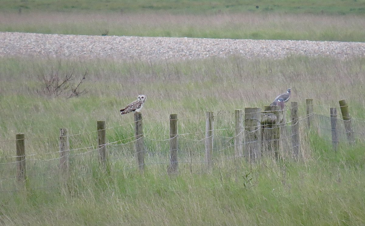 Out and about in the Cley Square earlier this week. Migrant passerines frustratingly thin on the ground but a diverse selection of smart north-bound waders. Add Glossy Ibis, Short-eared Owls and the banter of @BigDicksPipit and there’s worse ways to spend a couple of days.