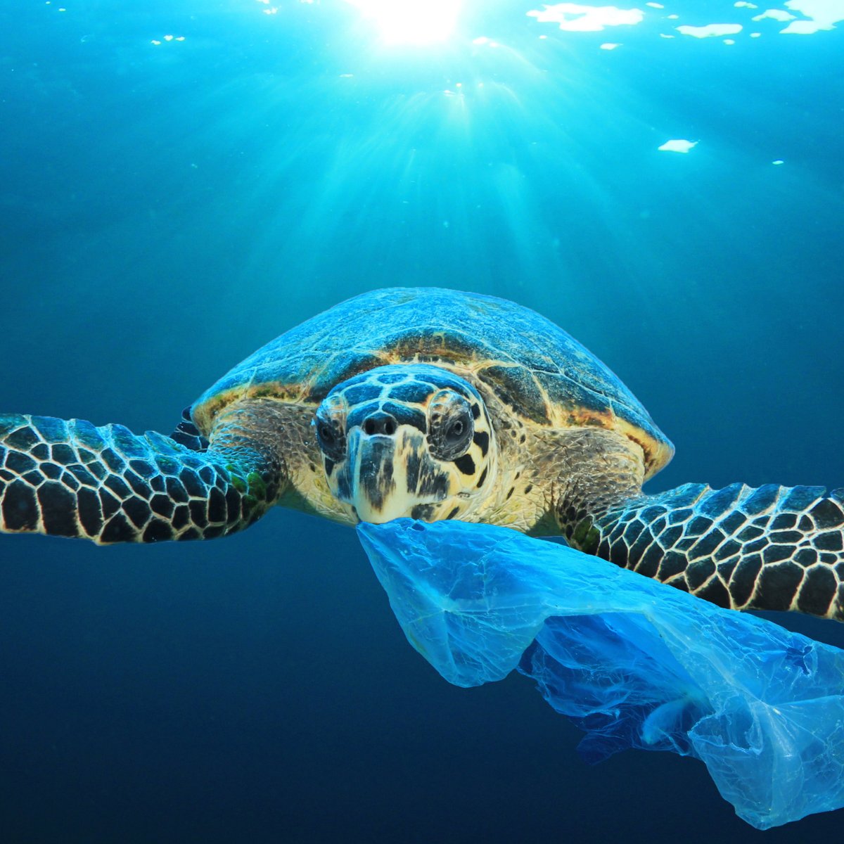 @GlobalGoalsUN Plastic waste is a major environmental threat, harming wildlife and ecosystems. The @PrimusProjectEu tackles this challenge by promoting efficient and sustainable plastic utilization, aiming to reduce the accumulation of non-recycled or underutilized plastic. #savetheocean