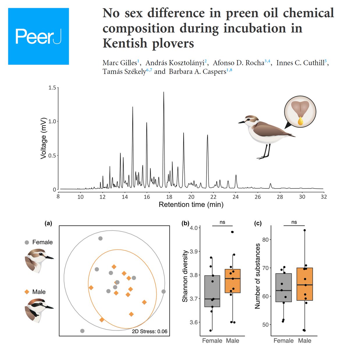 New paper out in @PeerJLife! 👉 peerj.com/articles/17243… Do female and male Kentish plovers differ in their preen oil composition? No, they don’t! Find out more in the thread below (1/7) 🧵 #ornithology #preenoil #birdsmell