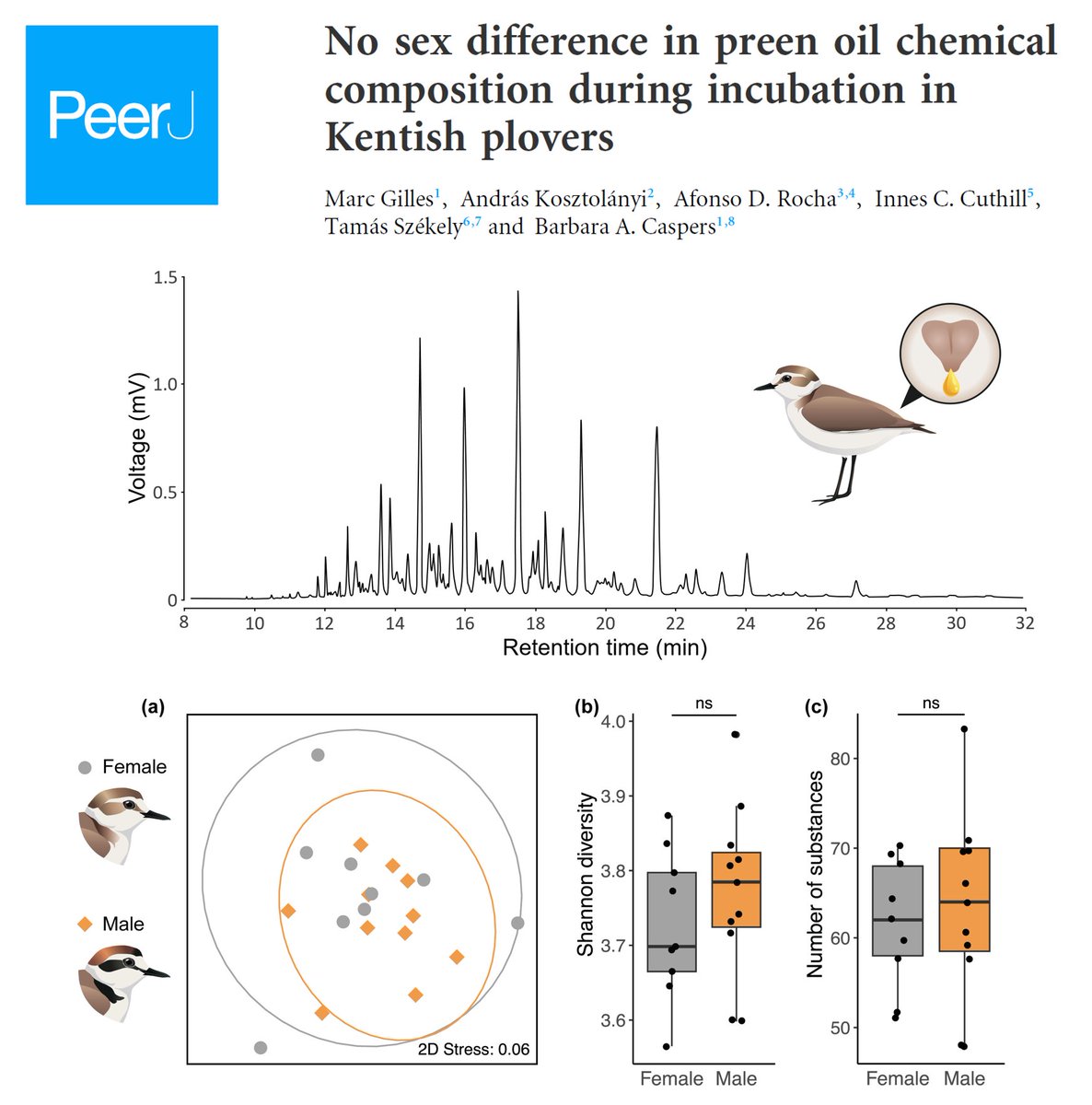 Marc Gilles (@_marc_gilles) on Twitter photo New paper out in <a href="/PeerJLife/">PeerJ - the Journal of Life & Environment</a>! 👉 peerj.com/articles/17243…
Do female and male Kentish plovers differ in their preen oil composition? No, they don’t!
Find out more in the thread below (1/7) 🧵
#ornithology #preenoil #birdsmell New paper out in <a href="/PeerJLife/">PeerJ - the Journal of Life & Environment</a>! 👉 peerj.com/articles/17243…
Do female and male Kentish plovers differ in their preen oil composition? No, they don’t!
Find out more in the thread below (1/7) 🧵
#ornithology #preenoil #birdsmell
