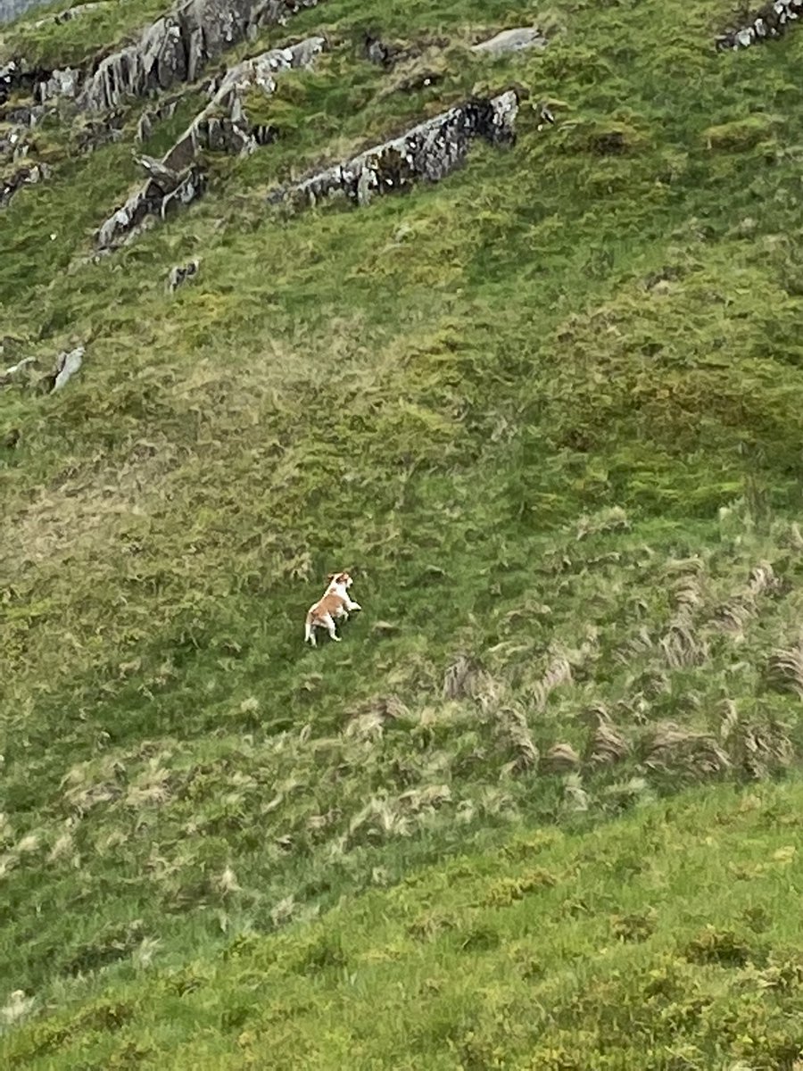Whilst on hartsop above how today was followed at a distance by what looked like a lost dog pos come up from patterdale. Looks like a cross beagle. Not the best pics. @cumbriatourism @patterdaleMRT @WainwrightRocks @NTLakesFells