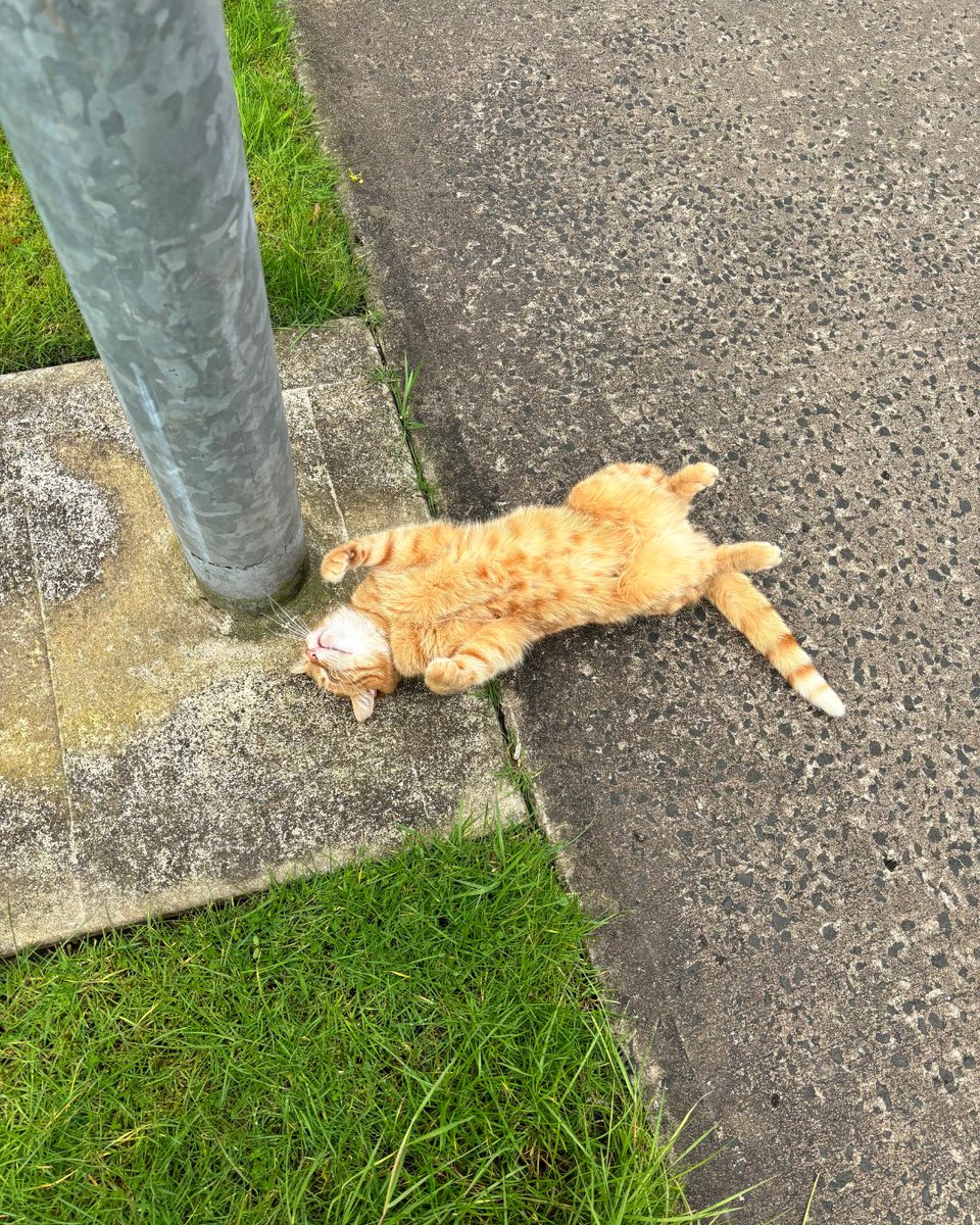The Magee Campus Cat was giving us ✨exam season vibes ✨ Stress effects can rise rapidly when deadlines and exams are approaching. You can use these great recourses to help manage stress and keep it at a neutral level. stress.org.uk/free-resources/