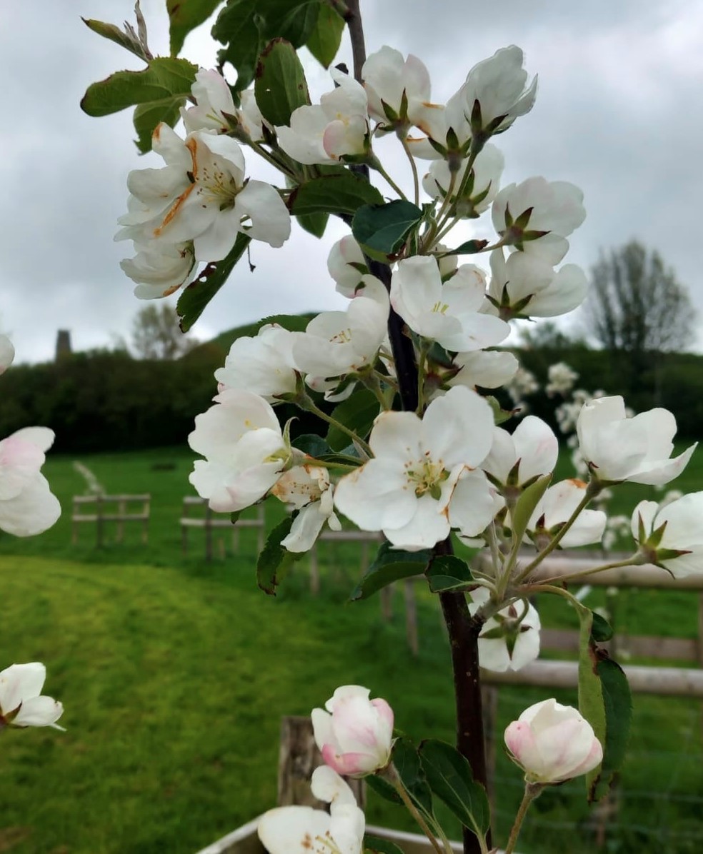 During the past year, the Blossom Project at Glastonbury Tor has planted an acre of new orchard and laid 300 metres of hedging. New ‘Space for Nature’ zones have also been installed where we will encourage a diverse array of plants to grow and create thriving habitats 🙌