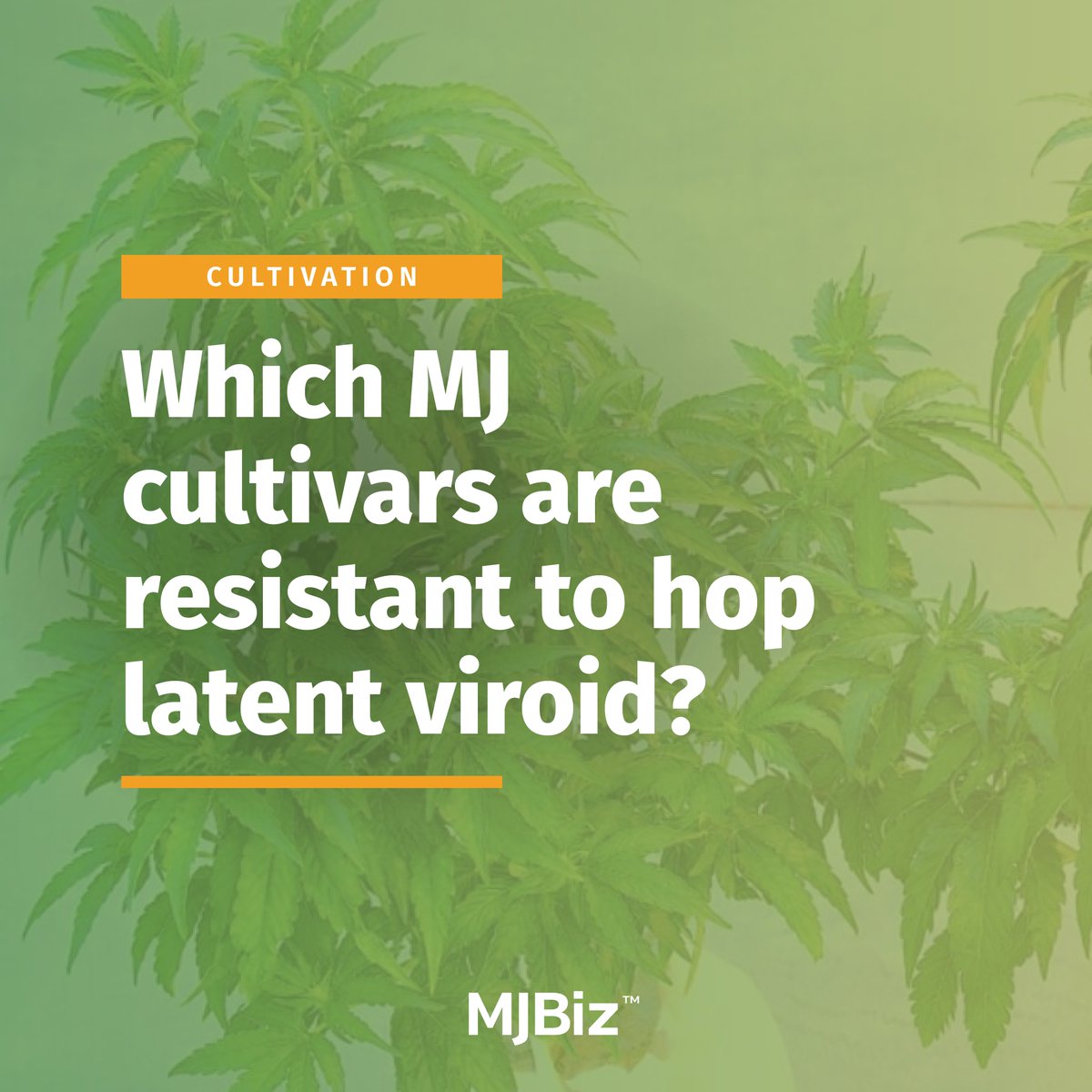 Hop latent viroid, already infecting most #cannabis grows across the United States and Europe, is coming under greater scrutiny as researchers scramble for options to control the spread of the parasite, including making the plant resistant to the viroid. Read the full story: