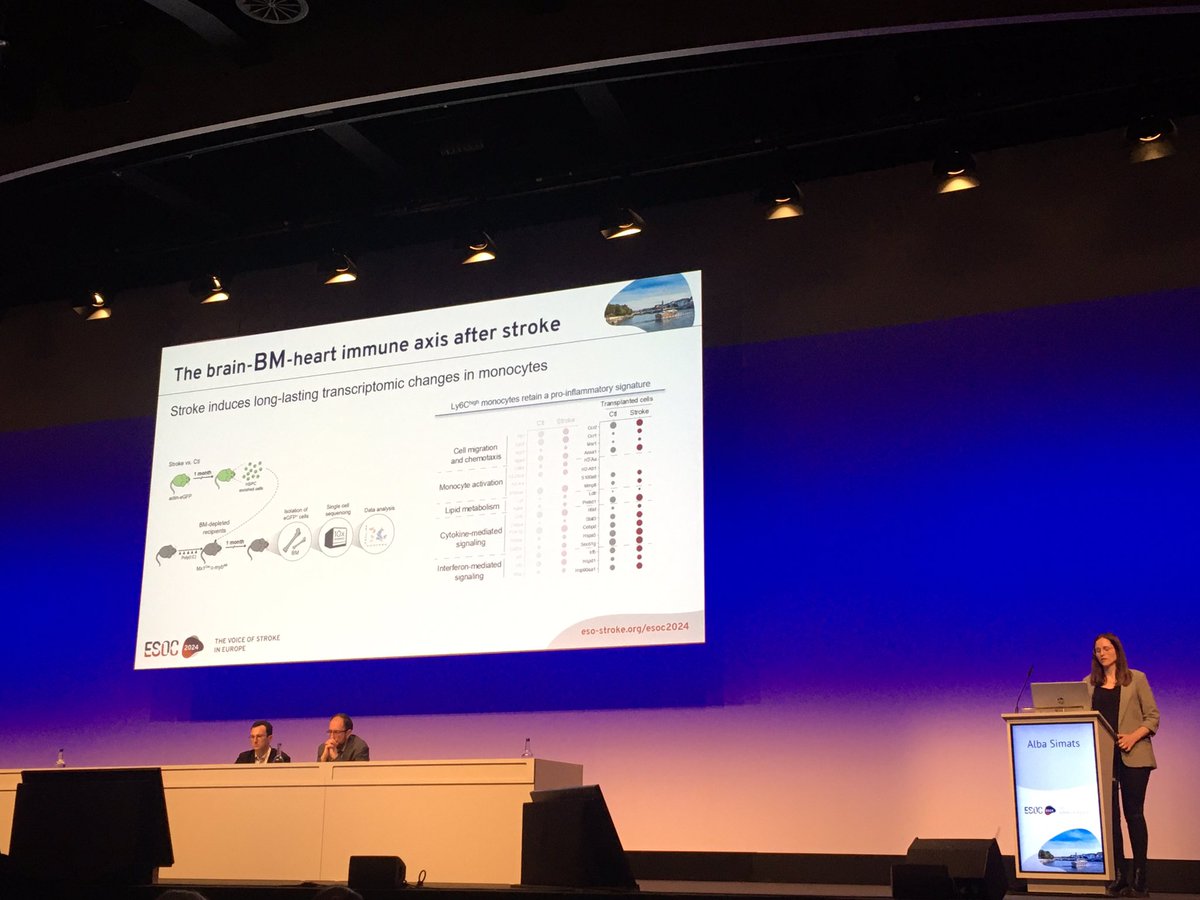 israelcadenas1's tweet photo. Systemic inflammation regulates the brain-heart axis. @SimatsAlba #ESOC2024 very interesting talk of Alba Simats https://t.co/YjTQz50sVr