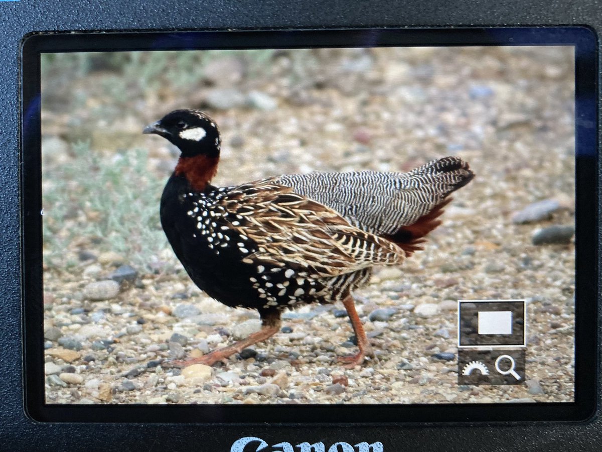 Day 1 in Azerbaijan: decent birding around Shirvan National Park today (the location of the last WP Siberian Crane), with this showy Black Francolin being a personal highlight even though it wasn’t new for me.