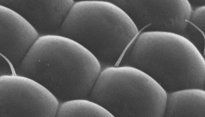 ¿Qué ves en la imagen? Es un ojo de hormiga captado con el microscopio electrónico de barrido de la IBERO, capaz de amplificar una imagen hasta 300 mil veces. Si estudias en la IBERO cualquier licenciatura, ingeniería o posgrado... ¡puedes utilizarlo!: shorturl.at/tCEL4