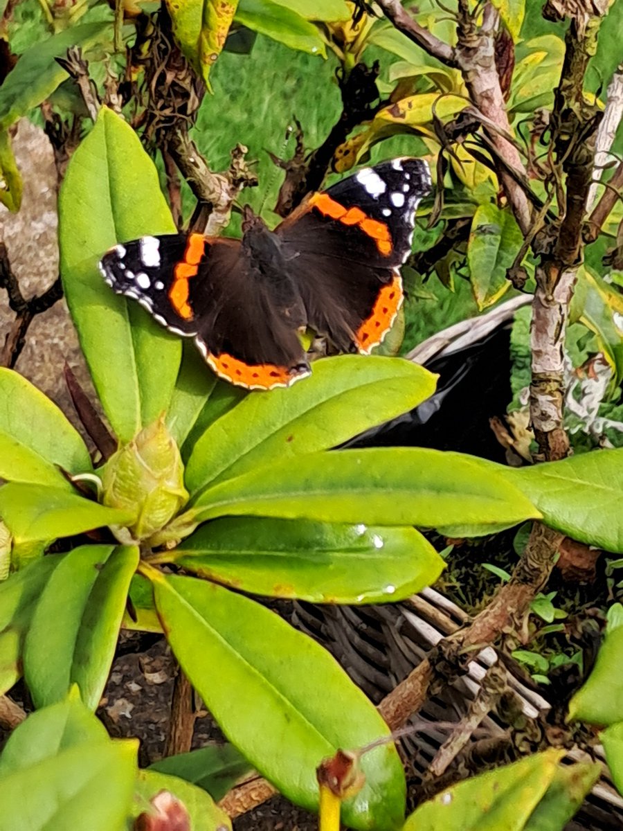 My first butterfly in our garden of the year. Butterflies always make me think of my Mum (especially white ones). Feeling her with me in the garden today... 💕 🦋

#butterfly #butterflies #itsasign #spiritual