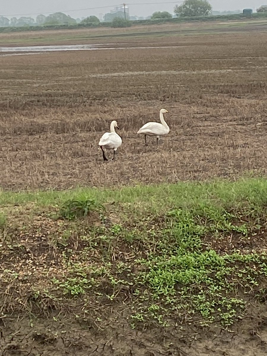 Pair of Whooper Swans on Stainfield Fen appear to be favouring the summer at Henry Ward’s farm rather than fly to Iceland!