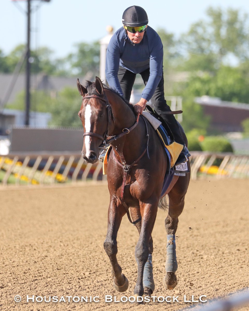 Imagination (by @spendthriftfarm's all-conquering Into Mischief) will be @BobBaffert's only Preakness runner with the scratch of Muth. He runs for the 'Avengers' group @TomRyanKY
