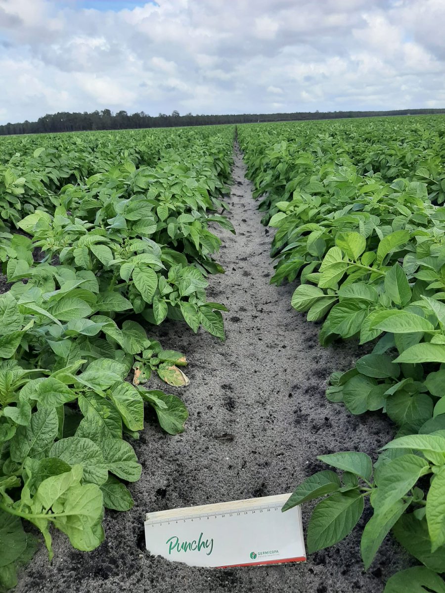 Germicopa tweet media