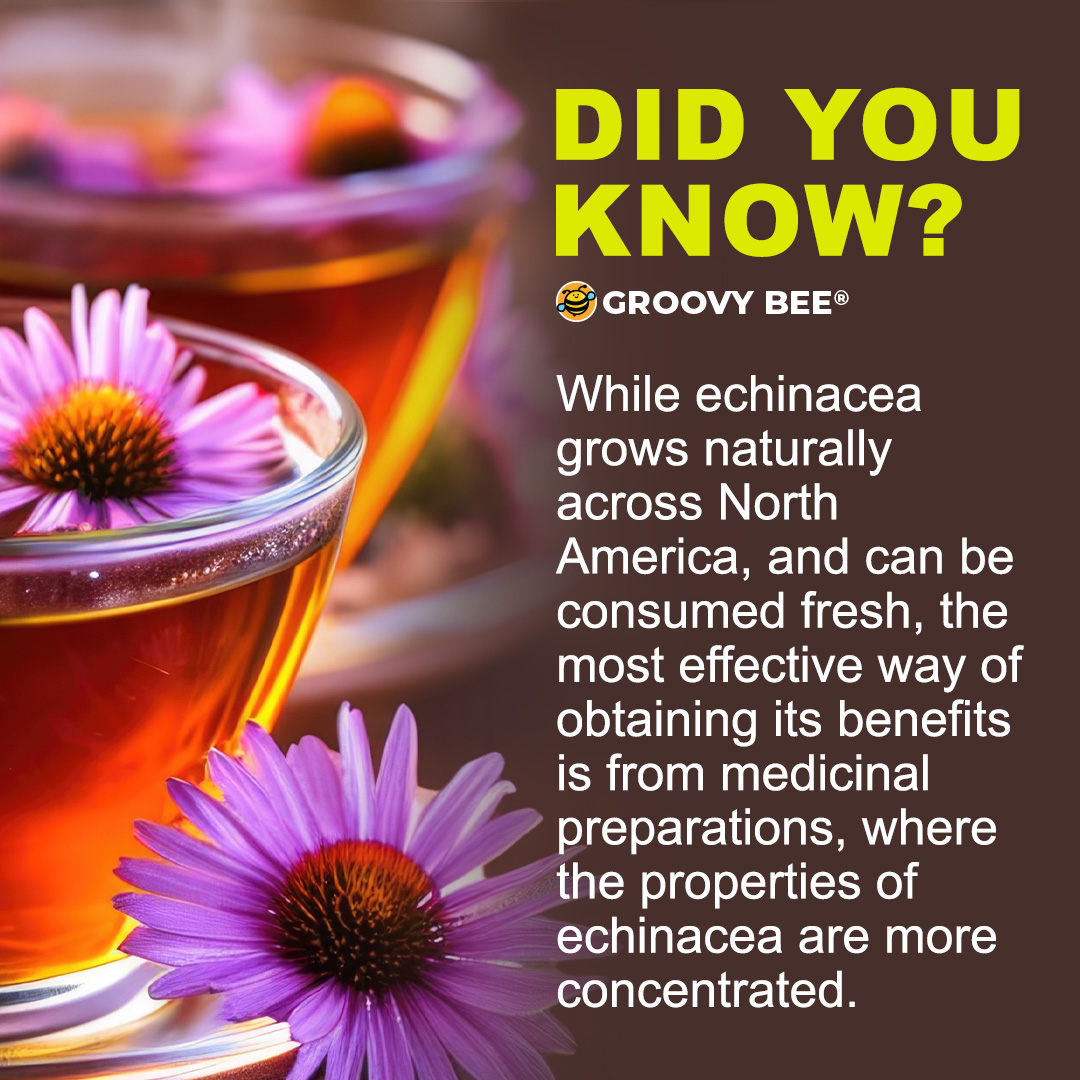 Echinacea Interesting Fact #healthbenefits #flower #remedies #medicinal #healthyliving