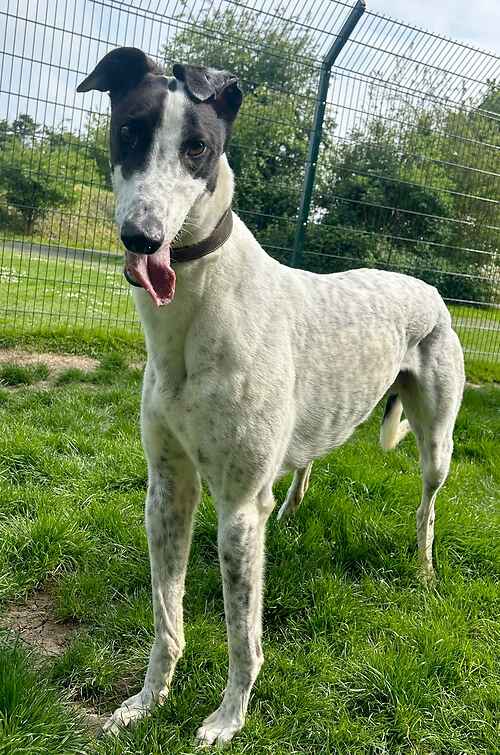 Please retweet to help Farloe find a home #NEWROMNEY #KENT #UK Male 3yrs, Greyhound. Farloe is a lovely, big boy. He is very sweet and friendly and loves his walks. Farloe is an Ex racer so no small animals or cats please. Come and visit him at out New Romney Centre Wed-Sun