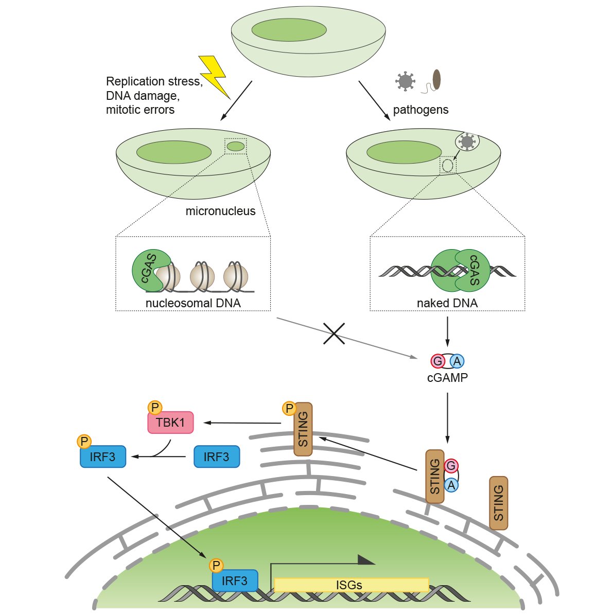 Our latest is out! 🥳We found cGAS engaged w/ ruptured micronuclei can't activate downstream signalling. Our observation challenges current dogma that cGAS binds to self-DNA in micronuclei and triggers innate immune signalling. Spearheaded by Tohru @Wgctt1 with @Rhona_mill.