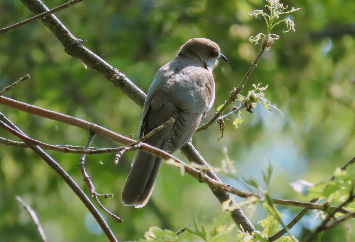 #BirdsSeenIn2024 #167: Black-billed Cuckoo

#birding #birdwatching #BirdsOfTwitter #BirdsOfX