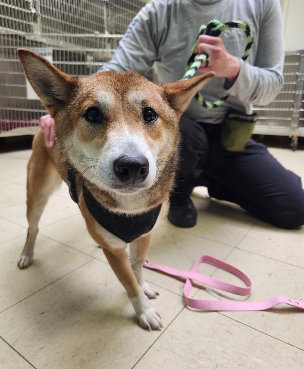 Do you recognize this pup?

She was found on Amber & Westmoreland St on Tuesday, 5/14, and brought to the PSPCA on Erie Ave.

Her shelter name is “Sakura” and she is a female Shiba Inu who is not microchipped.

Please contact the shelter with any owner information!