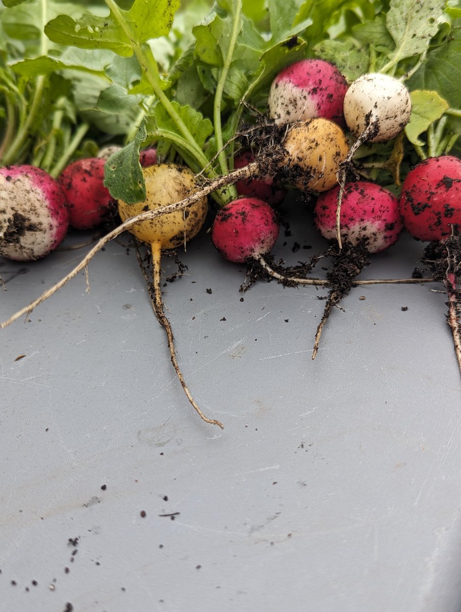 Fi Black tweet media